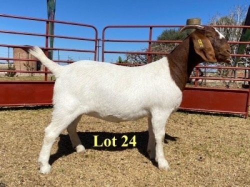 1x DOE - 762-20-207 - STUD