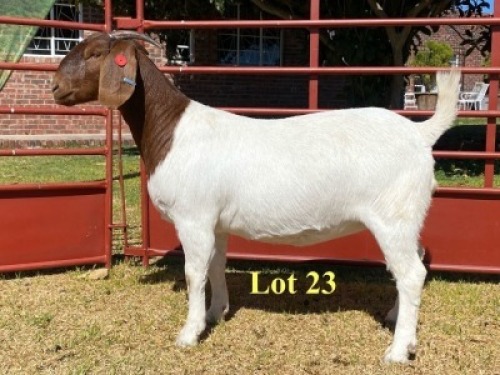 1x DOE - 762-20-310 - STUD