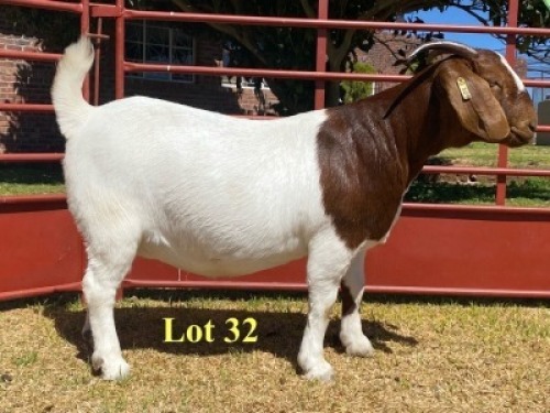 1x DOE - 762-20-209 - FLOCK C/T