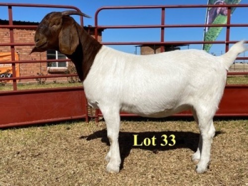 1x DOE - 762-20-395 - FLOCK T