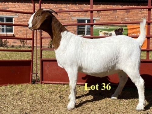 1x DOE - 762-20-539 - FLOCK T