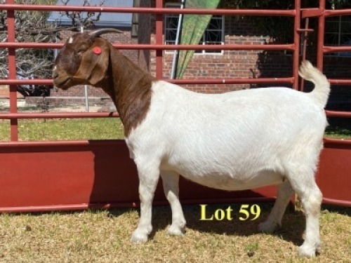 1x DOE - 762-20-112 - FLOCK T