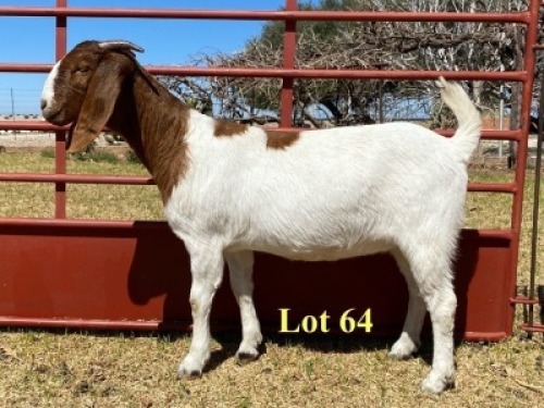 1x DOE - 762-20-566 - FLOCK C