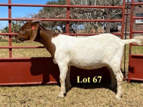 1x DOE - 762-19-948 - FLOCK