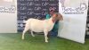 1 X BOERBOK OOI/EWE BOSLAND BOERDERY - STOET/STUD