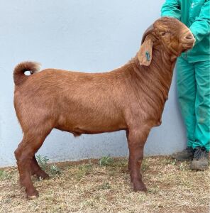 1 X KALAHARI RED RAM MYL 50 BOER GOAT & KALAHARI RED STUD - STOET/STUD