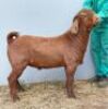 1 X KALAHARI RED RAM MYL 50 BOER GOAT & KALAHARI RED STUD - STOET/STUD