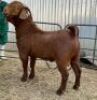 1 X KALAHARI RED RAM MYL 50 BOER GOAT & KALAHARI RED STUD - STOET/STUD - 2