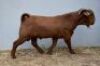 1 X KALAHARI RED RAM MYL 50 BOER GOAT & KALAHARI RED STUD - STOET/STUD - 3