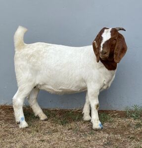 1 X BOERBOK OOI/EWE MYL 50 BOER GOAT & KALAHARI RED STUD - KUDDE/FLOCK