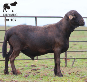 LOT 107 1X MEATMASTER DIDYMUS MEATMASTERS CHRISTOF GROBLER : 0837812076