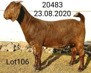 1 X KALAHARI RED OOI/EWE DHIDEJAC J.KLEYNHANS - FLOCK ON COLOUR