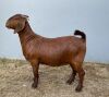 1 X KALAHAR RED OOI/EWE MYL 50 BOER GOAT & KALAHARI RED STUD - KUDDE/FLOCK