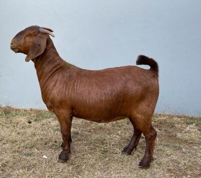 1 X KALAHAR RED OOI/EWE MYL 50 BOER GOAT & KALAHARI RED STUD - KUDDE/FLOCK