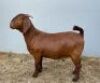 1 X KALAHAR RED OOI/EWE MYL 50 BOER GOAT & KALAHARI RED STUD - KUDDE/FLOCK - 2