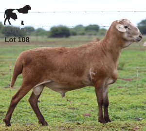LOT 108 1X MEATMASTER DIDYMUS MEATMASTERS CHRISTOF GROBLER : 0837812076