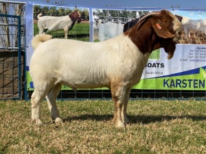 1x RAM KARSTEN BOERBOKKE - STOET/STUD