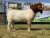 1x RAM KARSTEN BOERBOKKE - STOET/STUD