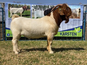 1x RAM KARSTEN BOERBOKKE - KUDDE/FLOCK