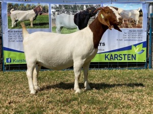 1x EWE KARSTEN BOERBOKKE - KUDDE/FLOCK