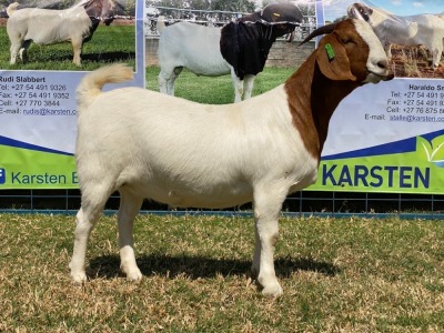 1x EWE KARSTEN BOERBOKKE KUDDE/FLOCK