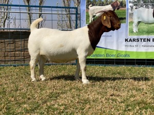 1x EWE KARSTEN BOERBOKKE - STOET/STUD