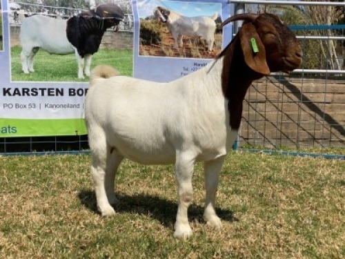 1x EWE KARSTEN BOERBOKKE STOET/STUD