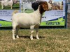 1x EWE KARSTEN BOERBOKKE STOET/STUD