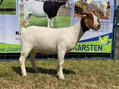 1x EWE KARSTEN BOERBOKKE KUDDE/FLOCK