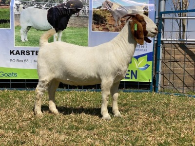 1x EWE KARSTEN BOERBOKKE STOET/STUD