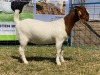 1x EWE KARSTEN BOERBOKKE POTENSIEEL STOET/POTENCIAL STUD