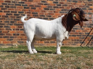 1x RAM HARTKLOP BOERBOKSTOET - STOET/STUD