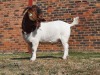 1x RAM HARTKLOP BOERBOKSTOET - STOET/STUD - 3