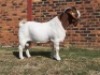 1x RAM HARTKLOP BOERBOKSTOET - KUDDE SPEEN/FLOCK WEEN - 3