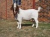 1x RAM HARTKLOP BOERBOKSTOET - KUDDE/FLOCK - 2