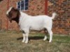 1x RAM HARTKLOP BOERBOKSTOET - KUDDE/FLOCK - 3