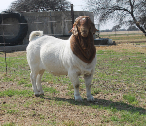 1x RAM KNIPMES BOERBOKSTOET - STOET/STUD