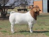 1x RAM KNIPMES BOERBOKSTOET - STOET/STUD - 2