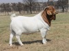 1x RAM KNIPMES BOERBOKSTOET - STOET/STUD - 3