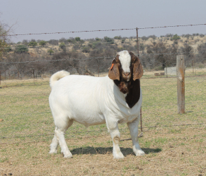 1x RAM KNIPMES BOERBOKSTOET - KUDDE/FLOCK