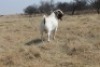 1x RAM KNIPMES BOERBOKSTOET - KUDDE/FLOCK - 2