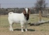 1x RAM KNIPMES BOERBOKSTOET - KUDDE/FLOCK - 3