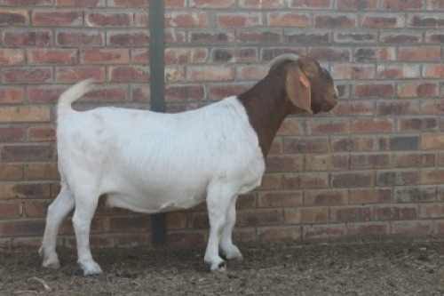 1x EWE KNIPMES BOERBOKSTOET - KUDDE KLEUR/FLOCK COLOUR