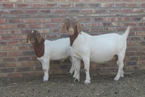 1+1x EWE KNIPMES BOERBOKSTOET - KUDDE/FLOCK