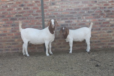 1+1x EWE KNIPMES BOERBOKSTOET - KUDDE SPEEN/FLOCK WEEN