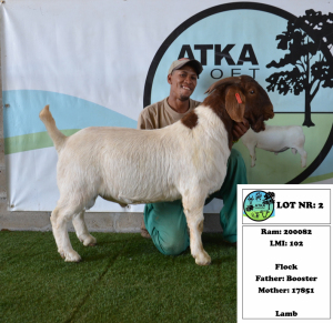 1x BOER GOAT - FLOCK