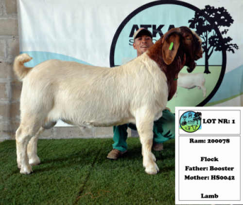 1x BOER GOAT - FLOCK