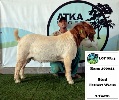 1x BOER GOAT - STUD