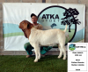 1x BOER GOAT - STUD