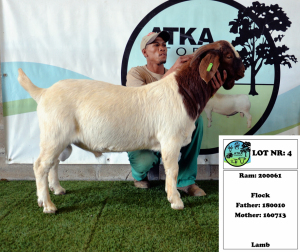 1x BOER GOAT - FLOCK